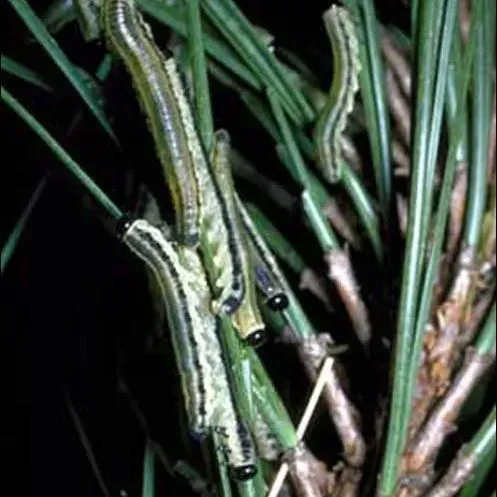 thumbnail for publication: Pine Sawflies, Neodiprion spp. (Insecta: Hymenoptera: Diprionidae)